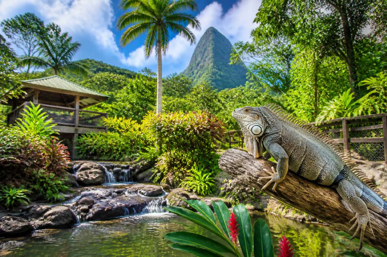 Le zoo du Carbet en Martinique : visite et informations pratiques