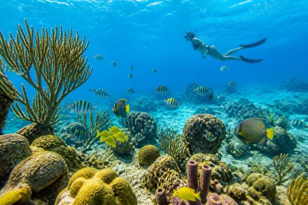 Atao plongée en Martinique : découvrez les fonds marins