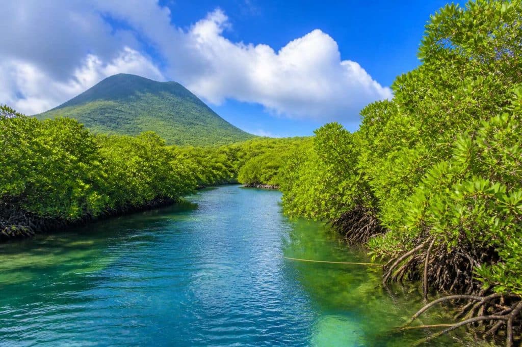 Visiter la mangrove en Guadeloupe : guide complet