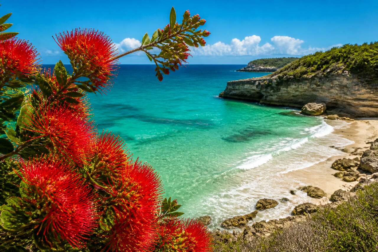 Location à Anse-Bertrand en Guadeloupe : fleurs des abeilles