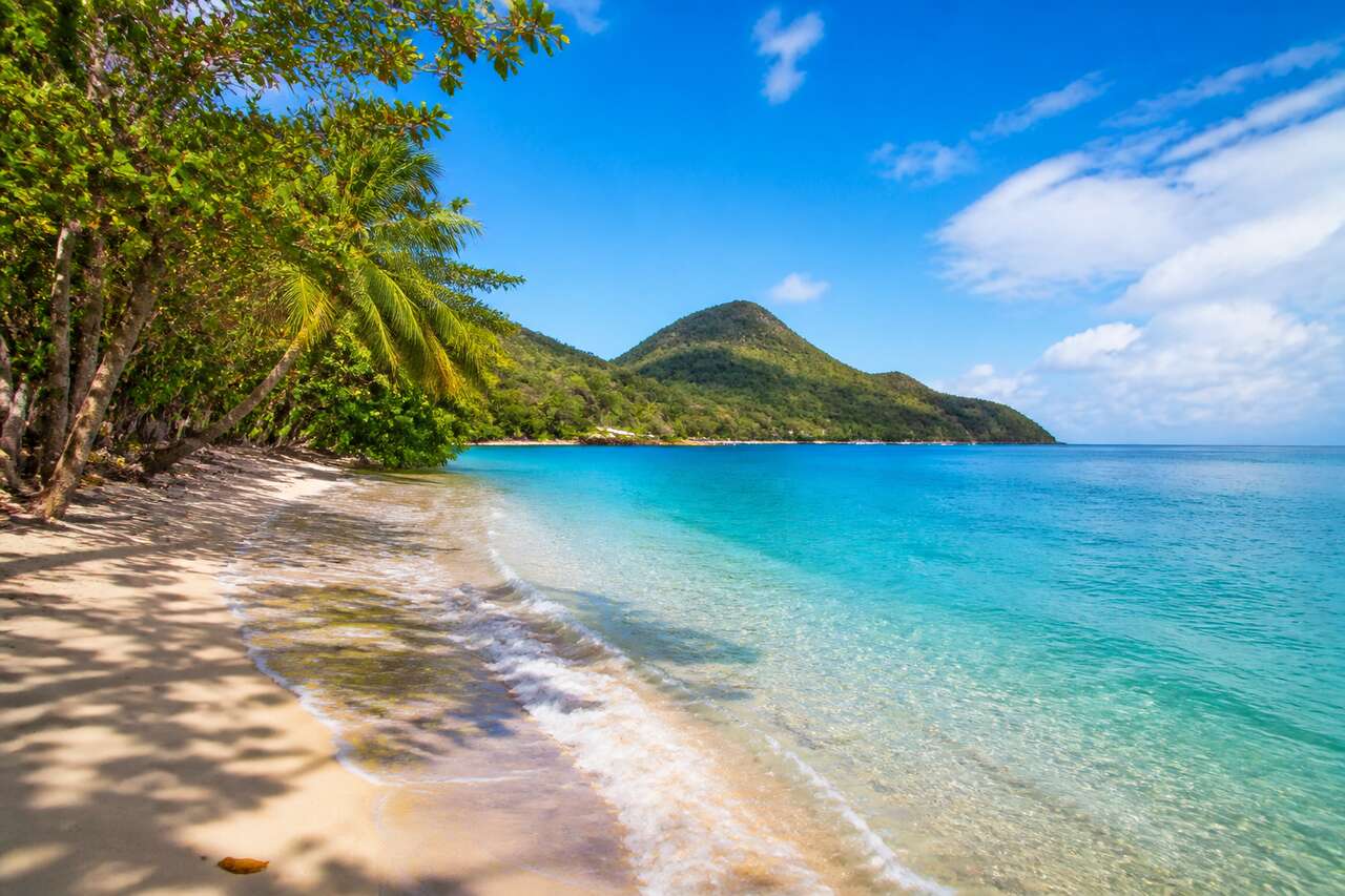 Les sargasses en Martinique : comprendre et s'en protéger