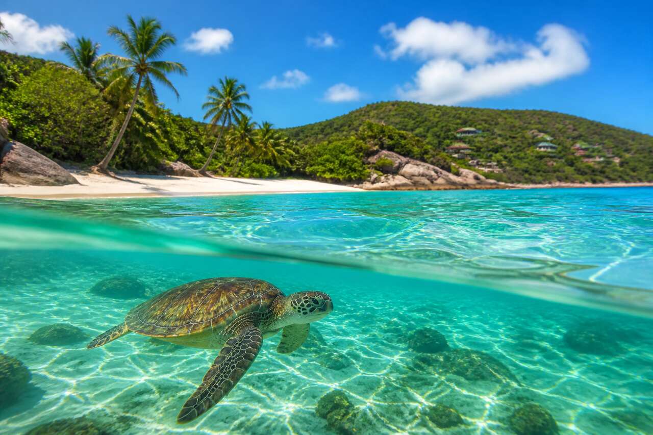 Où observer les tortues à Saint-Barth ?
