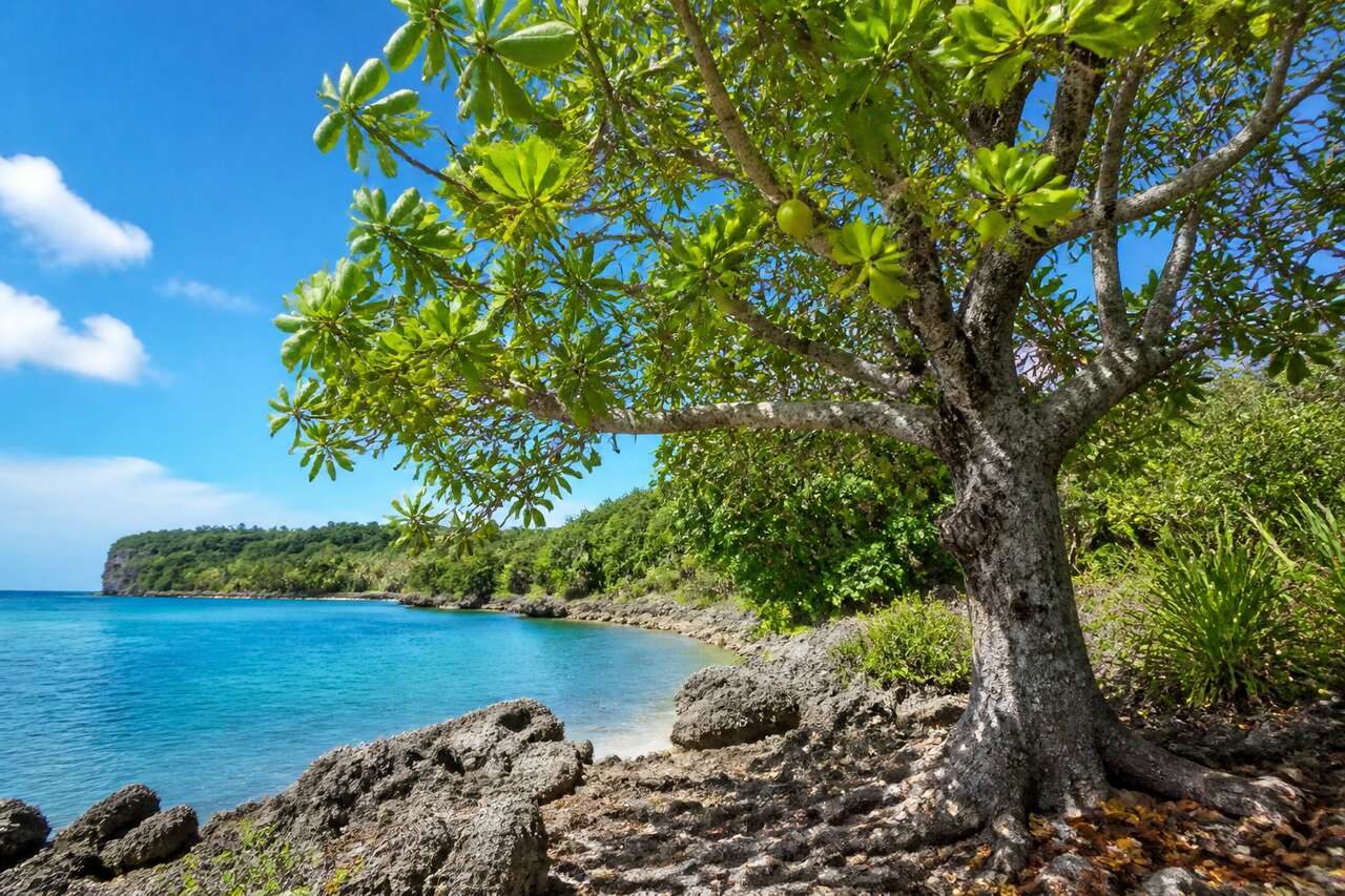 Le mancenillier : l'arbre le plus dangereux de Martinique