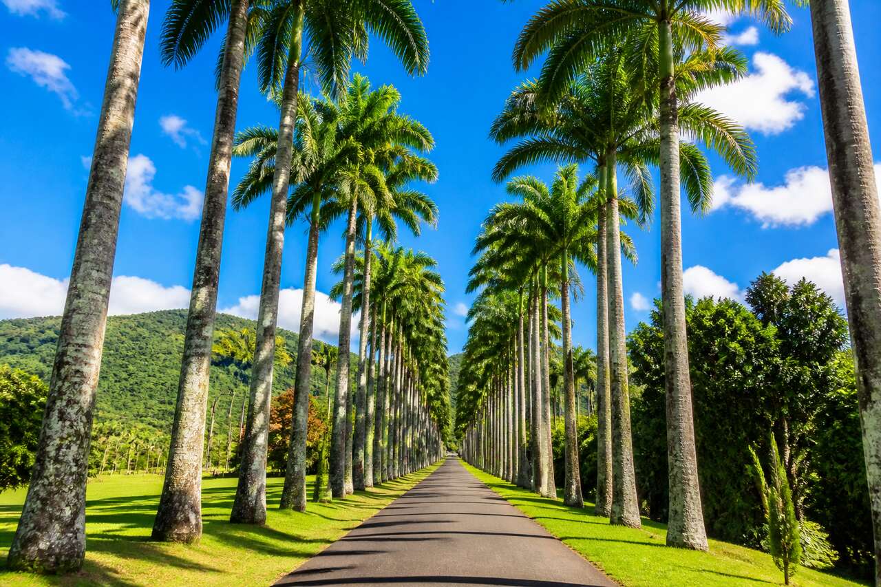 L'allée Dumanoir : un joyau naturel de la Guadeloupe