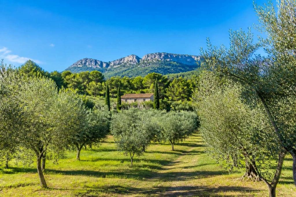 Les oliviers : un coin de Provence à Grand Case