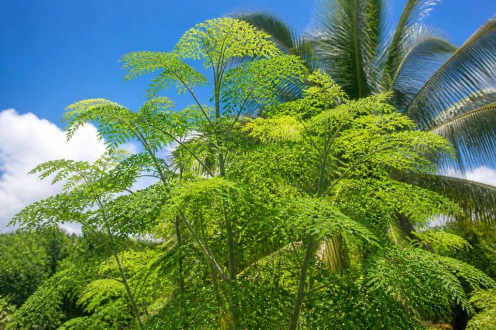 Le moringa en Guadeloupe : bienfaits et utilisations de l'arbre miracle