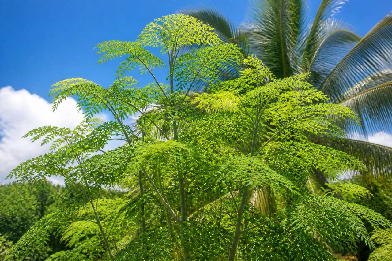 Le moringa en Guadeloupe : bienfaits et utilisations de l'arbre miracle