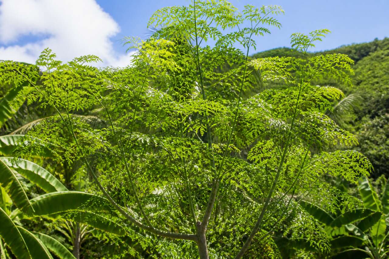 Pourquoi le moringa se plaît en guadeloupe et ce que cela implique Pourquoi le moringa se plaît en guadeloupe et ce que cela implique