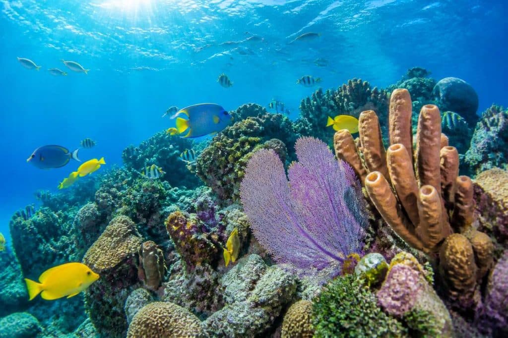Plongée bouteille en Martinique : les meilleurs spots à explorer