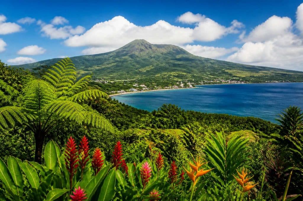 La chenille rasta en Martinique : tout savoir sur cet insecte coloré