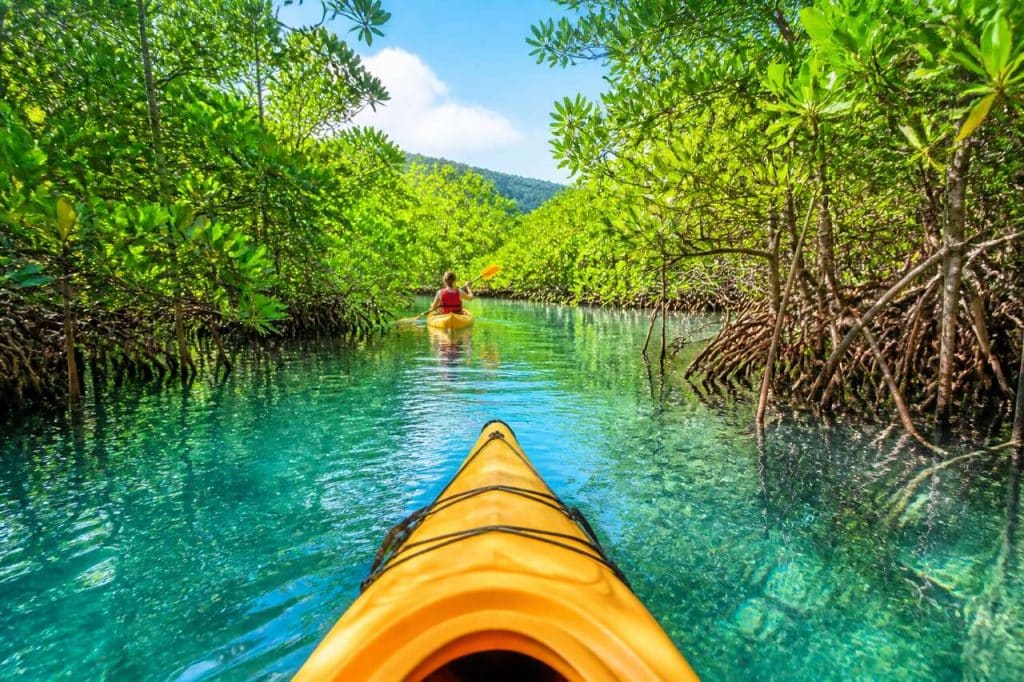 Kayak dans la mangrove en Martinique : guide complet