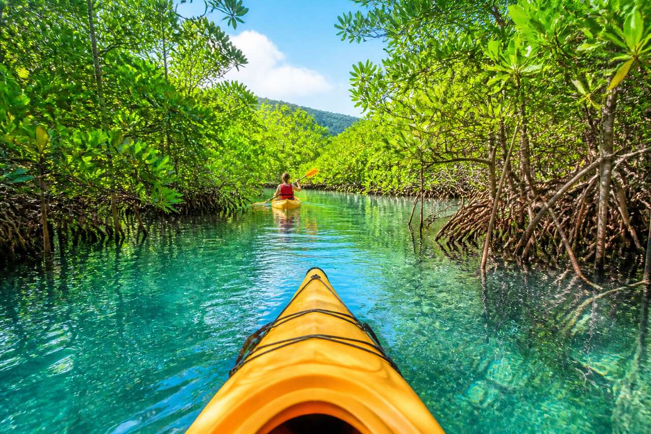 Kayak dans la mangrove en Martinique : guide complet