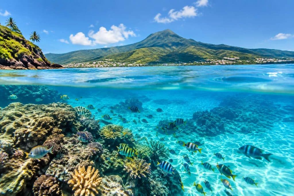 Snorkeling en Martinique : les meilleurs spots à explorer
