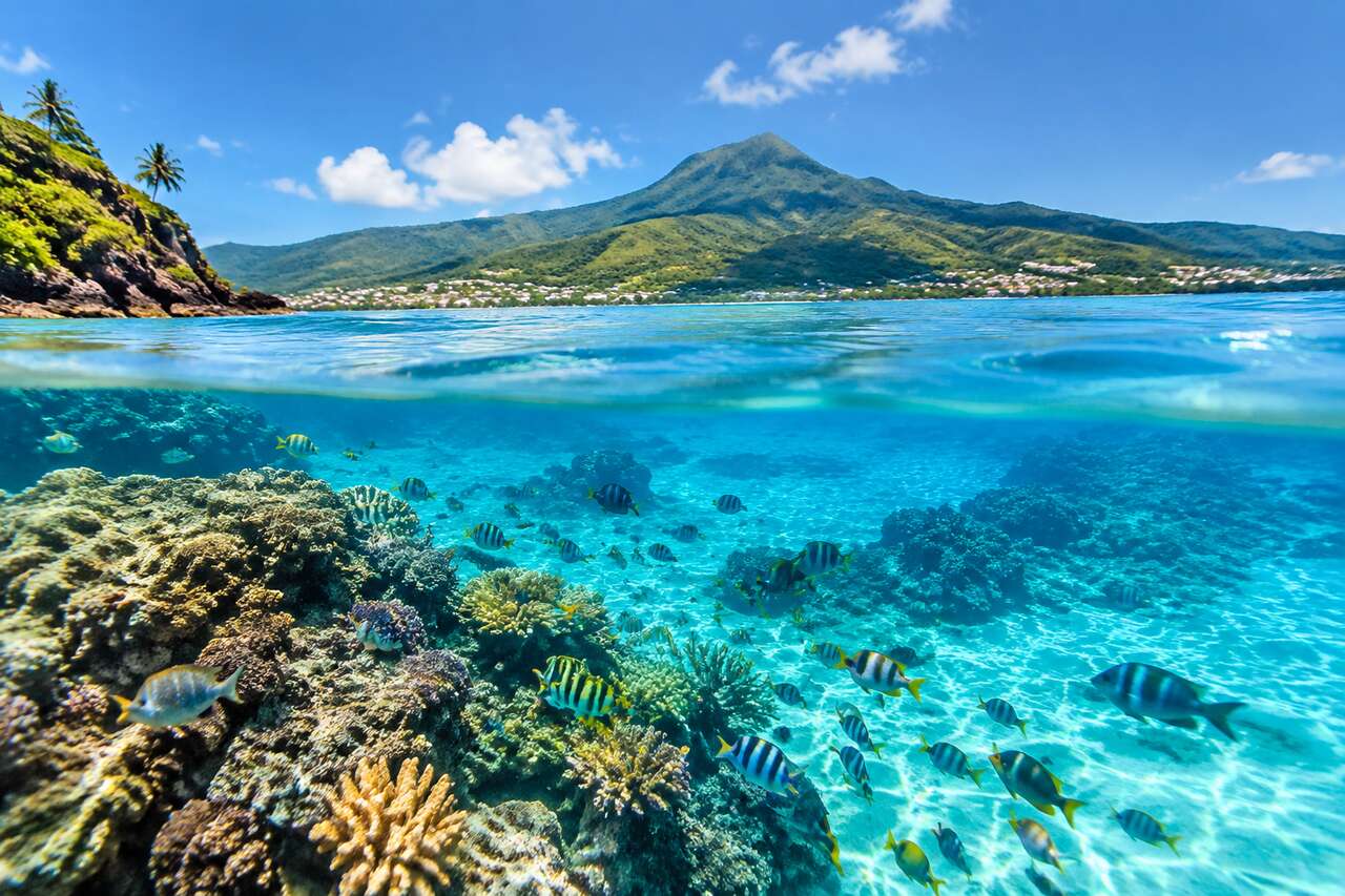Snorkeling en Martinique : les meilleurs spots à explorer