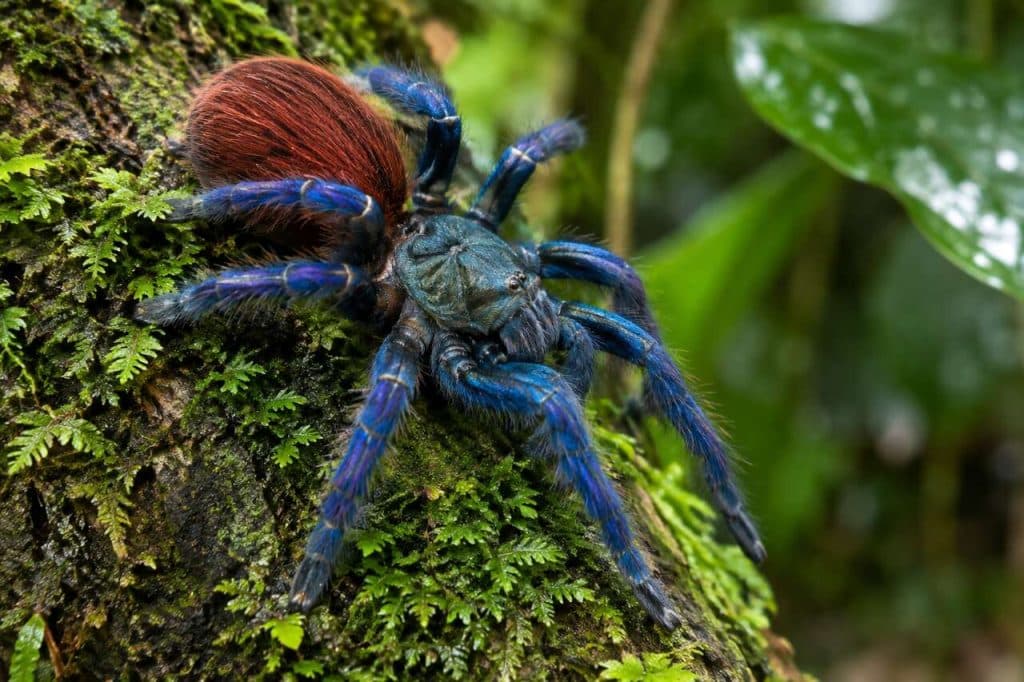 La mygale Matoutou falaise : araignée emblématique de la Martinique