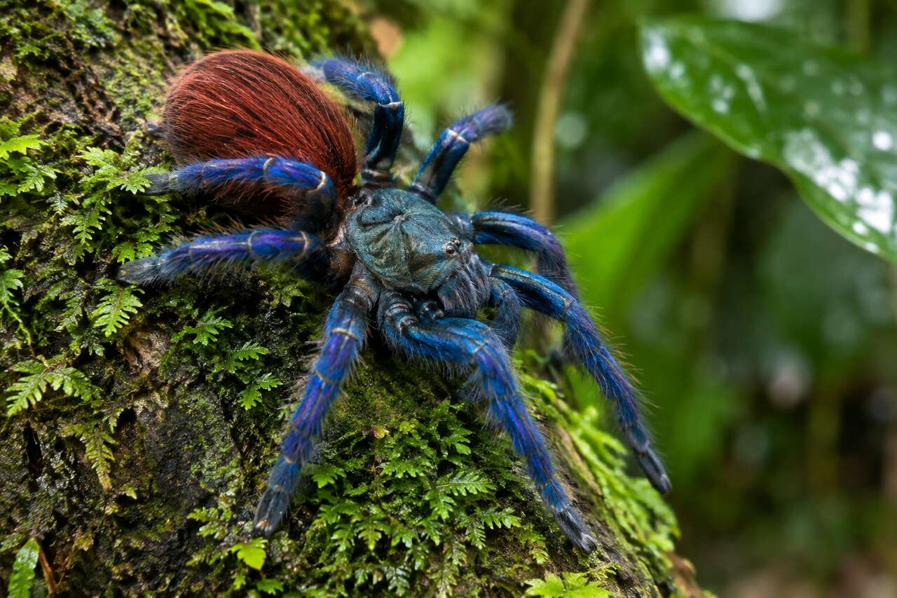 La mygale Matoutou falaise : araignée emblématique de la Martinique