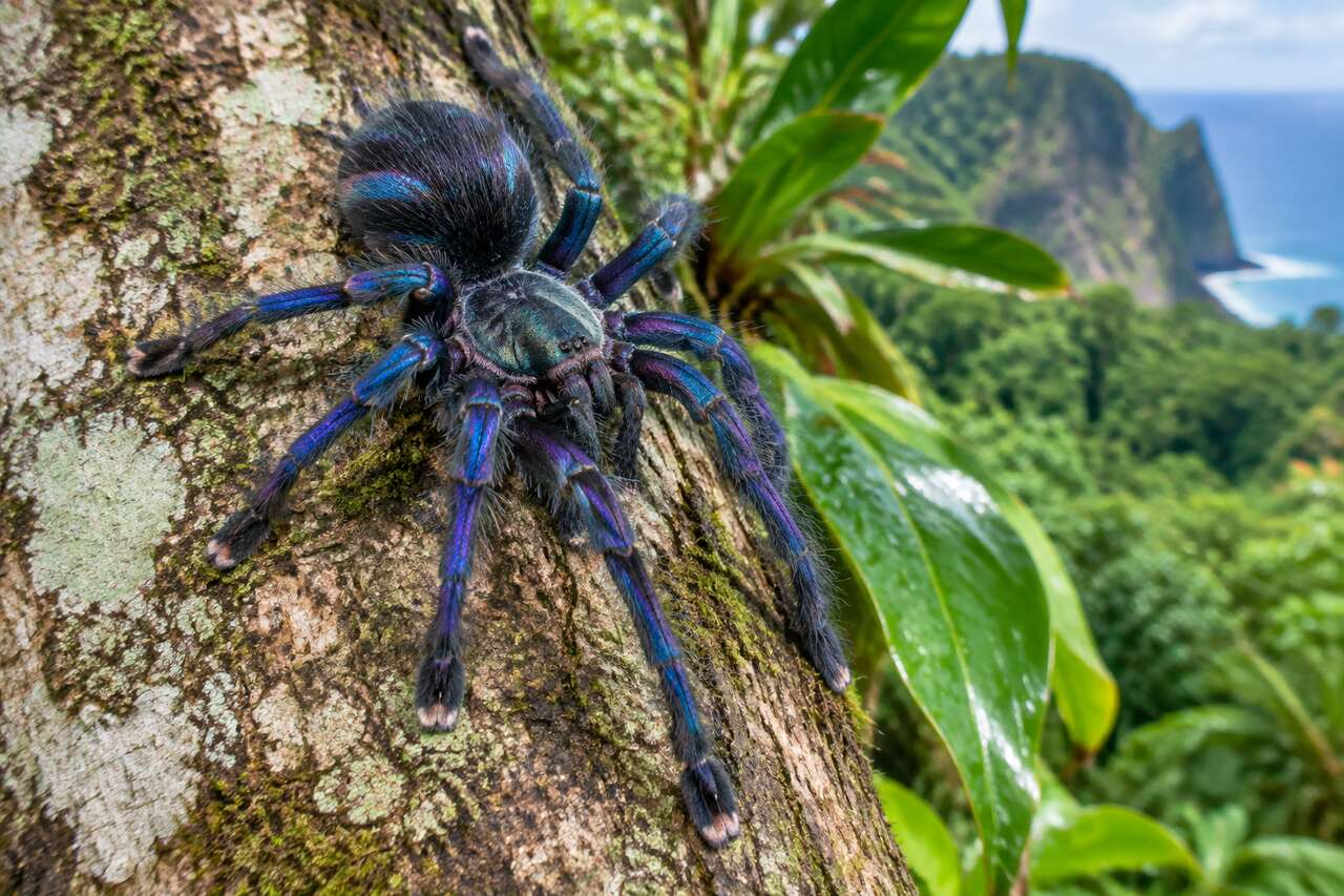 Taille et apparence: ce qu’on observe réellement chez une mygale Taille et apparence: ce qu’on observe réellement chez une mygale