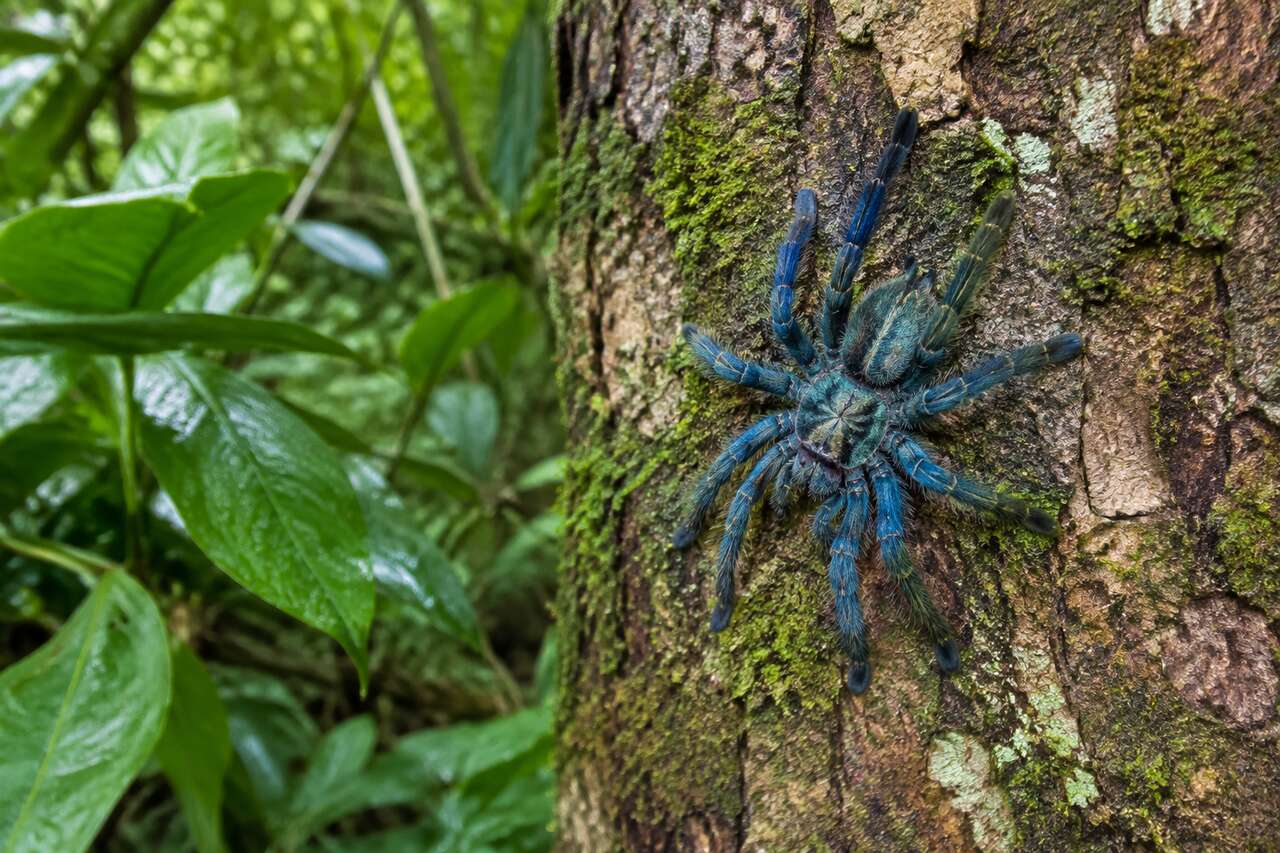 Où voir la matoutou falaise en martinique sans la déranger Où voir la matoutou falaise en martinique sans la déranger